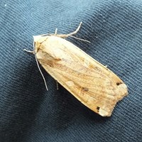 Noctua orbona