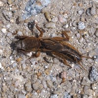 Gryllotalpa gryllotalpa En la Guía-Naturaleza de RikenMon