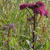 Sedum telephium on RikenMon's Nature-Guide