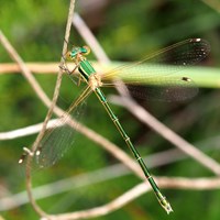 Lestes barbarus En la Guía-Naturaleza de RikenMon