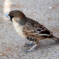 Philetairus socius En la Guía-Naturaleza de RikenMon