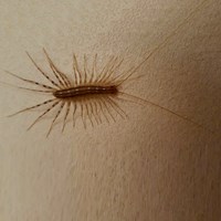 Scutigera coleoptrata En la Guía-Naturaleza de RikenMon