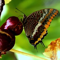 Charaxes jasius on RikenMon's Nature-Guide