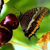 Charaxes jasius на Nature-Guide RikenMon в