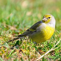 Carduelis citrinella on RikenMon's Nature-Guide