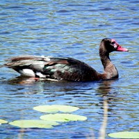 Plectropterus gambensis En la Guía-Naturaleza de RikenMon