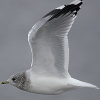 Larus canus 在RikenMon的自然指南