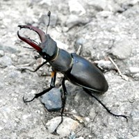 Lucanus cervus Em Nature-Guide de RikenMon