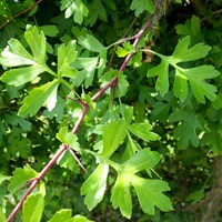 Crataegus monogyna on RikenMon's Nature-Guide