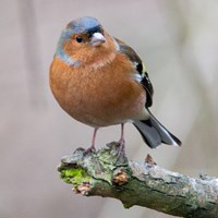 Fringilla coelebs En la Guía-Naturaleza de RikenMon