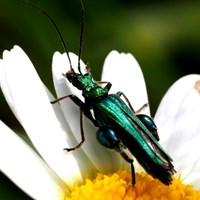 Oedemera nobilis En la Guía-Naturaleza de RikenMon