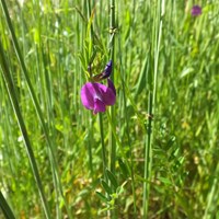 Vicia sativa on RikenMon's Nature-Guide