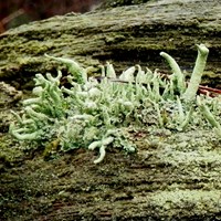 Cladonia coniocraea su guida naturalistica di RikenMon