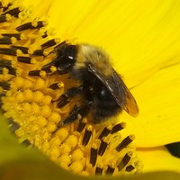 Bombus pascuorum Em Nature-Guide de RikenMon