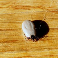 Ixodes ricinus su guida naturalistica di RikenMon