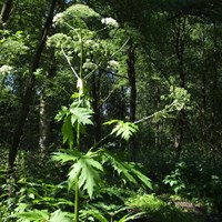 Heracleum mantegazzianum  Em Nature-Guide de RikenMon
