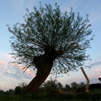 Salix fragilis En la Guía-Naturaleza de RikenMon