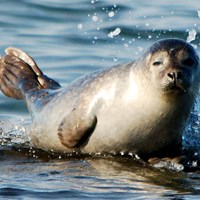 Phoca vitulina En la Guía-Naturaleza de RikenMon