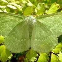 Geometra papilionaria Sur le Nature-Guide de RikenMon