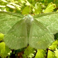 Geometra papilionaria op RikenMon's Natuurgids