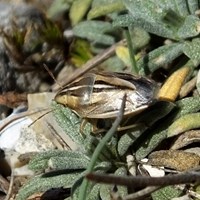 Aelia rostrata su guida naturalistica di RikenMon