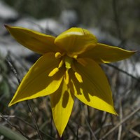 Tulipa sylvestris Em Nature-Guide de RikenMon