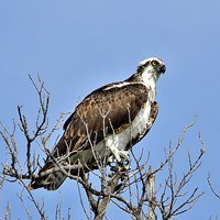 Pandion haliaetus op RikenMon's Natuurgids