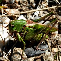 Decticus verrucivorus op RikenMon's Natuurgids