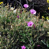 Convolvulus althaeoides Sur le Nature-Guide de RikenMon