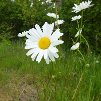 Leucanthemum vulgare  su guida naturalistica di RikenMon