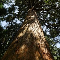 Sequoiadendron giganteum на Nature-Guide RikenMon в