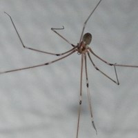 Pholcus phalangioides Auf RikenMons Nature-Guide