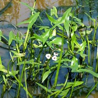 Sagittaria sagittifolia su guida naturalistica di RikenMon