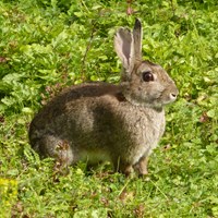 Oryctolagus cuniculus Auf RikenMons Nature-Guide