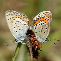 Plebejus argus 在RikenMon的自然指南