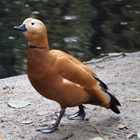 Tadorna ferruginea En la Guía-Naturaleza de RikenMon