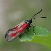 Zygaena loti Sur le Nature-Guide de RikenMon