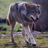 Canis lupus Auf RikenMons Nature-Guide