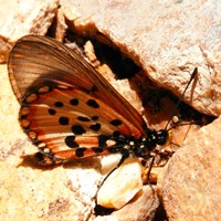 Acraea horta En la Guía-Naturaleza de RikenMon