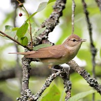 Sylvia borin on RikenMon's Nature-Guide