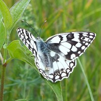 Melanargia galathea op RikenMon's Natuurgids