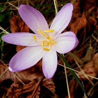 Colchicum autumnale op RikenMon's Natuurgids