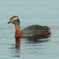 Podiceps auritus Em Nature-Guide de RikenMon