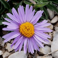 Aster alpinus Sur le Nature-Guide de RikenMon