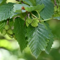 Alnus incana на Nature-Guide RikenMon в