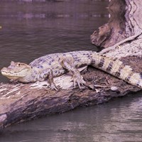 Caiman crocodilus su guida naturalistica di RikenMon