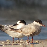 Chlidonias hybrida En la Guía-Naturaleza de RikenMon