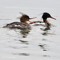 Mergus serrator на Nature-Guide RikenMon в