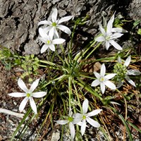 Ornithogalum umbellatum En la Guía-Naturaleza de RikenMon