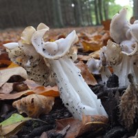 Helvella crispa Sur le Nature-Guide de RikenMon